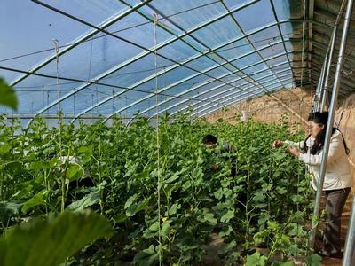 華池農業 技術人員為設施蔬菜生產“開良方”，科技助力綠色高效發展